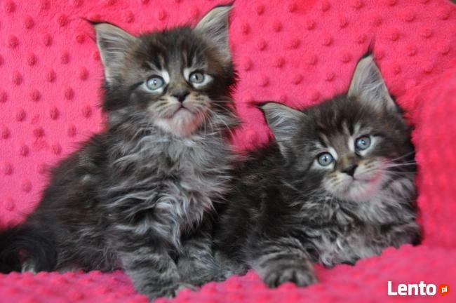 Maine Coon Kocięta Xanti Land