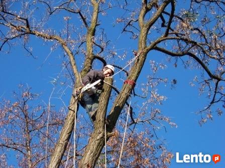Wycinka wysokich drzew, usuwanie karp i przycinanie gałęzi.