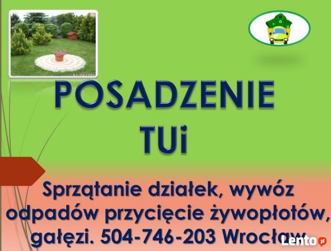 Posadzenie tui, tuje, sadzenie, tel 504-746-203, cena