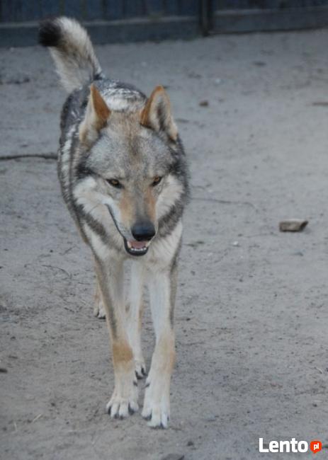 Wilczak Czechosłowacki - wystawowe szczenięta FCI