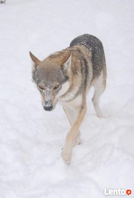Wilczak Czechosłowacki - wystawowe szczenięta FCI