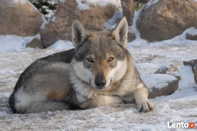 Wilczak Czechosłowacki - wystawowe szczenięta FCI