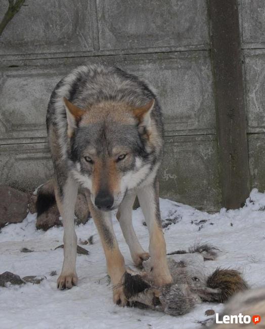 Wilczak Czechosłowacki - wystawowe szczenięta FCI