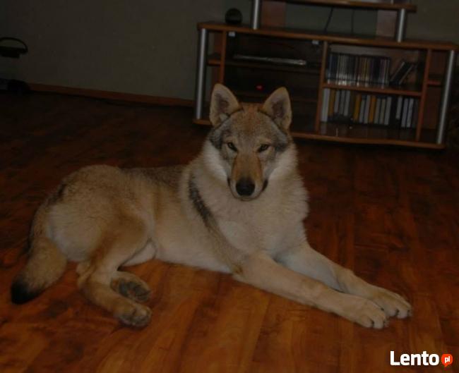 Wilczak Czechosłowacki - wystawowe szczenięta FCI