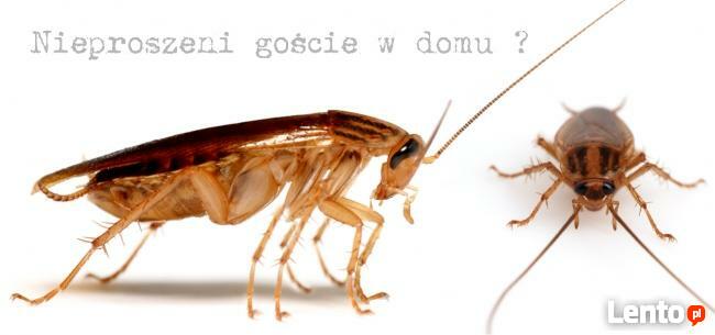 Dezynsekcja mieszkań - karaluchy, karaczany, prusaki, pluskw
