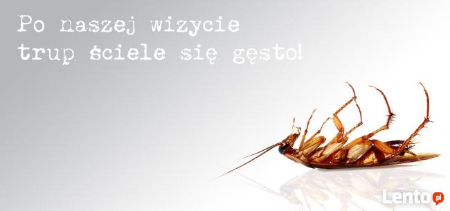 Dezynsekcja mieszkań - karaluchy, karaczany, prusaki, pluskw