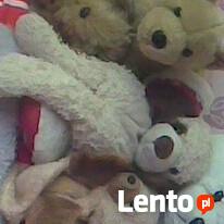 Kupię pluszaka jak na zdjęciu