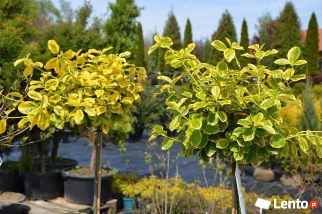 Tuja Tuje thuja szmaragd shmaragd 50-60 cm 2l 7 zł HURT