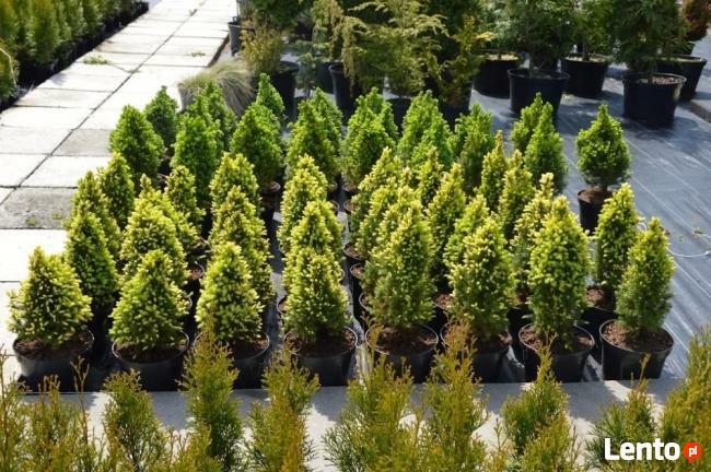 Tuja Tuje thuja szmaragd shmaragd 50-60 cm 2l 7 zł HURT