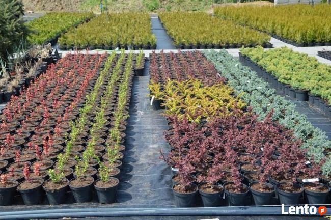 Tuja Tuje thuja szmaragd shmaragd 50-60 cm 2l 7 zł HURT