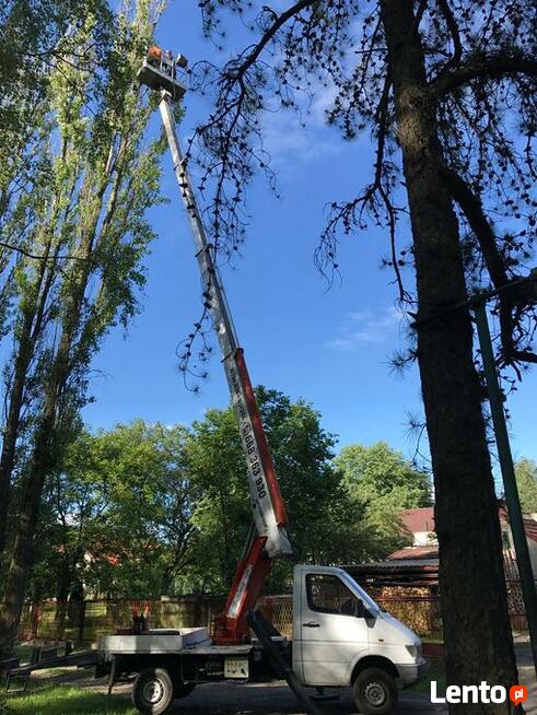 Wycinka drzew i przycinanie drzew. Śląsk i okolice! Tanio i