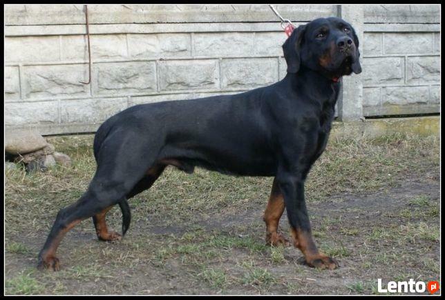 Reproduktor gonczy poslki