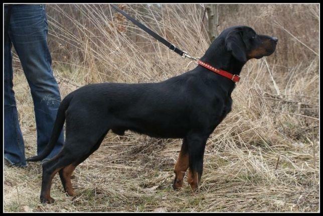 Reproduktor gonczy poslki