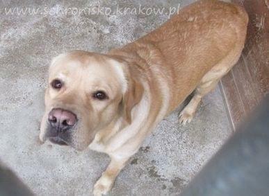 BISZKOPT - piękny labrador szuka odpowiedzialnego domu