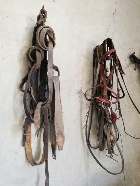 Osprzęt konny (homonto, siodła, szory, lejce)