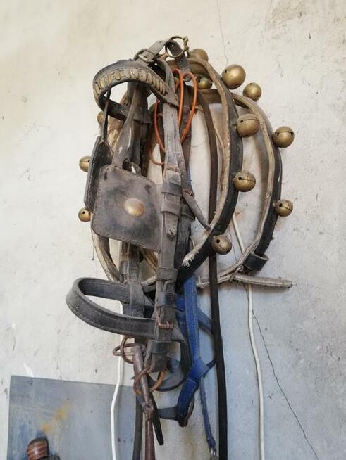 Osprzęt konny (homonto, siodła, szory, lejce)