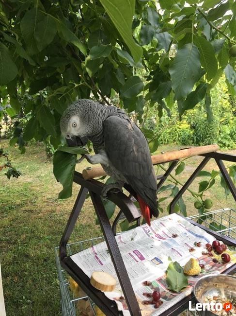 Zaginęła szara papuga żako z czerwonym ogonem w Opolu