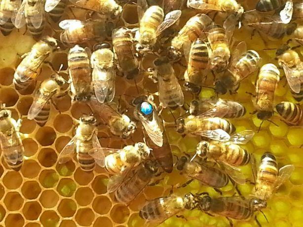 Matki pszczele Buckfast/Elgon/Włoszka