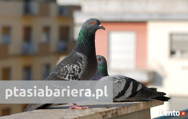 Siatka na gołębie na balkon. Ptasia bariera.