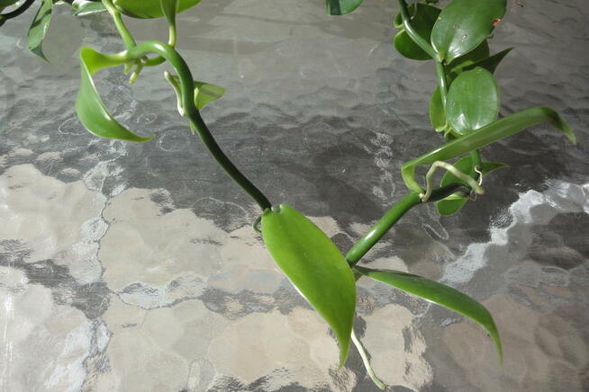 Wanilia pnącze - sadzonki