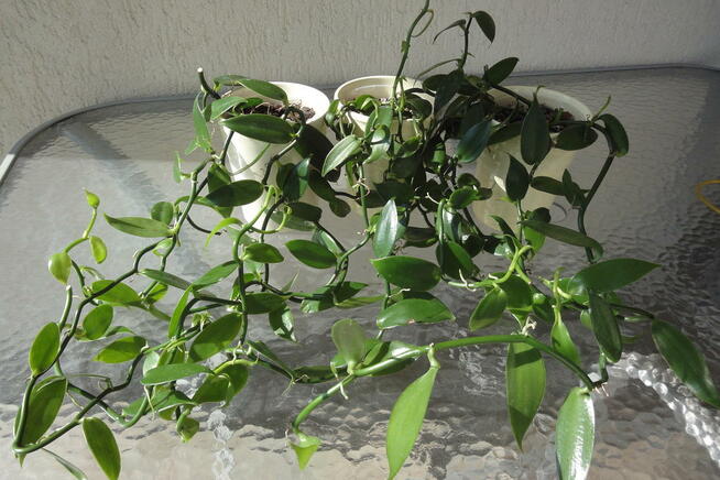 Wanilia pnącze - sadzonki