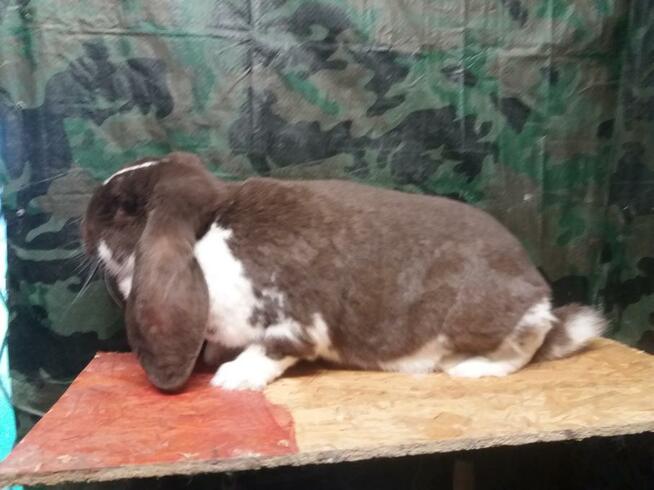 Baran francuski hawana