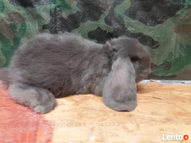 Baran francuski hawana