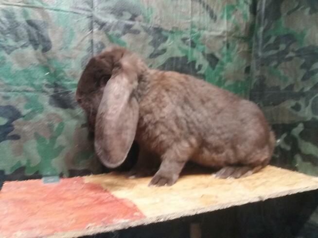 Baran francuski hawana