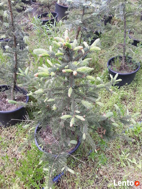 Świerk srebrny kłujący w doniczce 50/80cm