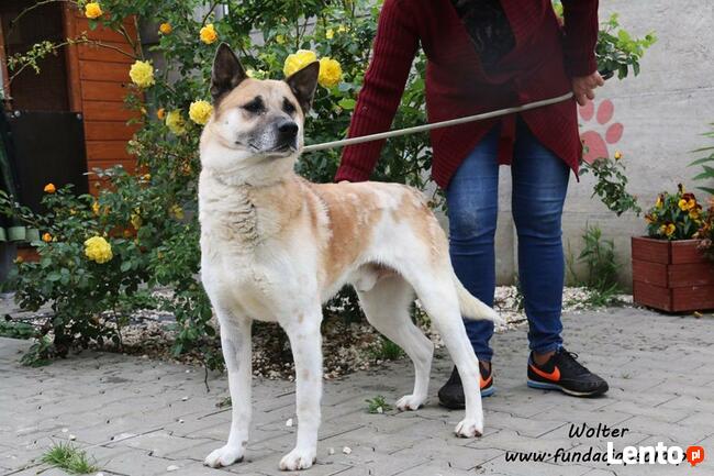 Wolter - spokojny i przyjazny