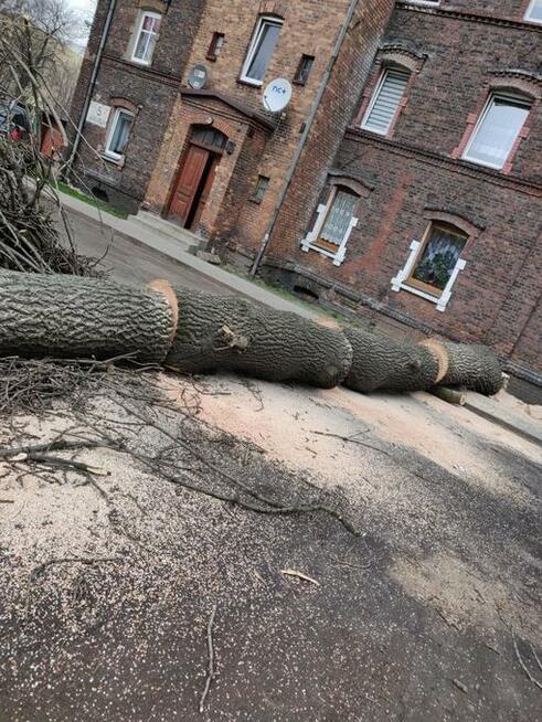 Wycinka drzew, Arborystyka, Alpinista, Usuwanie gałęzi