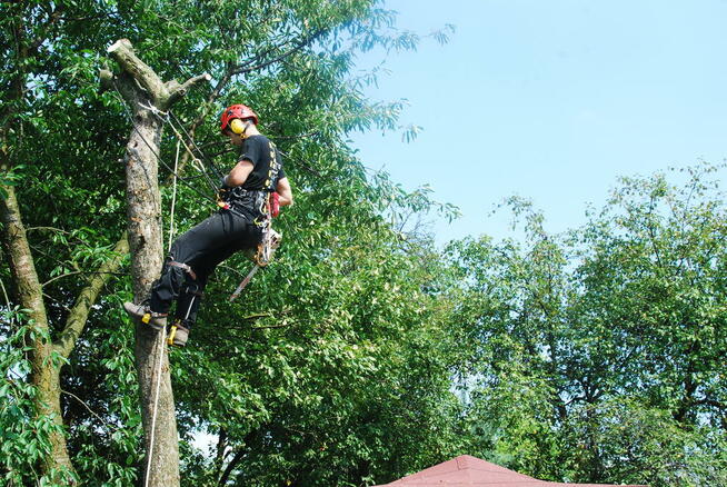 Wycinka drzew, Arborystyka, Alpinista, Usuwanie gałęzi