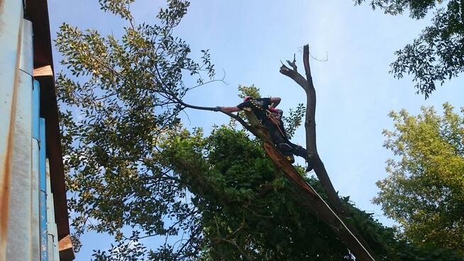 Wycinka drzew, Arborystyka, Alpinista, Usuwanie gałęzi