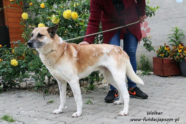 Wolter - spokojny i przyjazny