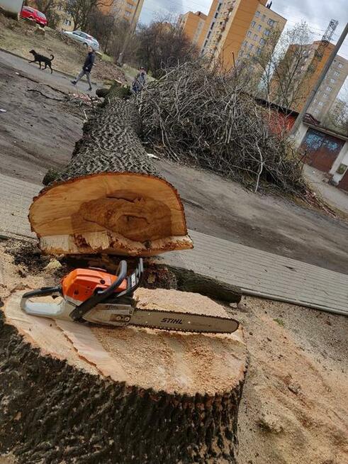 Wycinka drzew, Arborystyka, Alpinista, Usuwanie gałęzi