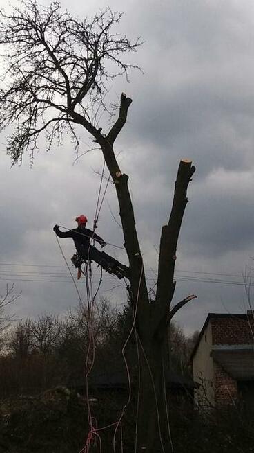 Wycinka drzew, Arborystyka, Alpinista, Usuwanie gałęzi