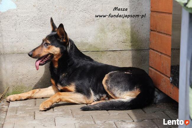 Masza - owczarkowata suczka