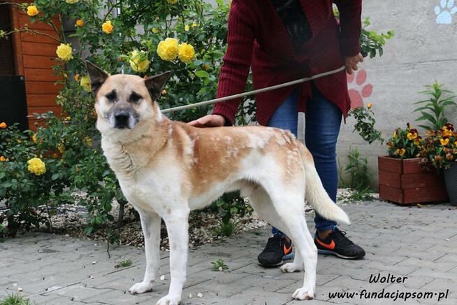 Wolter - spokojny i przyjazny
