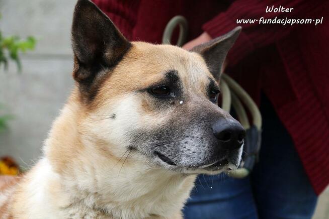 Wolter - spokojny i przyjazny