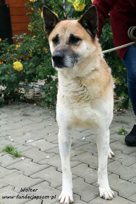 Wolter - spokojny i przyjazny