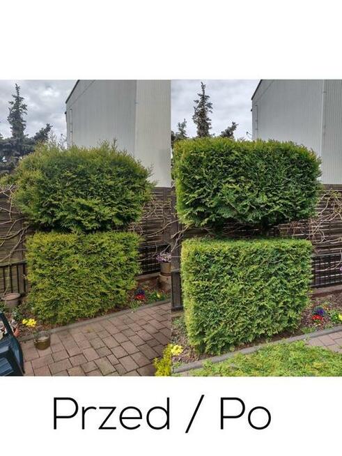 Wycinka drzew, Arborystyka, Alpinista, Usuwanie gałęzi