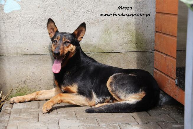 Masza - owczarkowata suczka