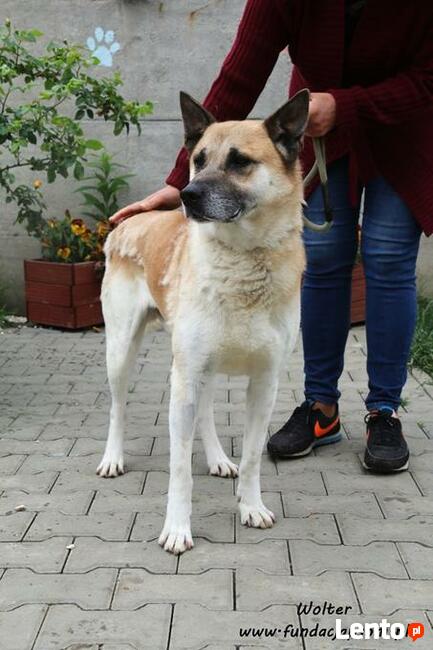 Wolter - spokojny i przyjazny