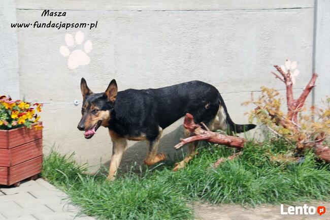 Masza - owczarkowata suczka