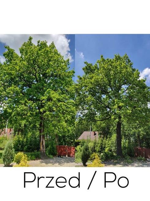 Wycinka drzew, Arborystyka, Alpinista, Usuwanie gałęzi