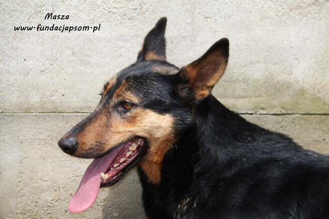 Masza - owczarkowata suczka
