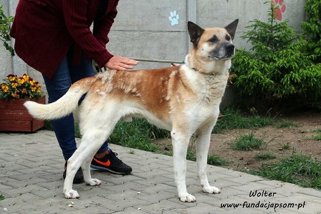 Wolter - spokojny i przyjazny