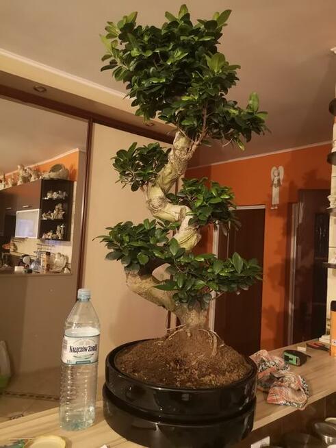 Drzewko bonsai - ficus
