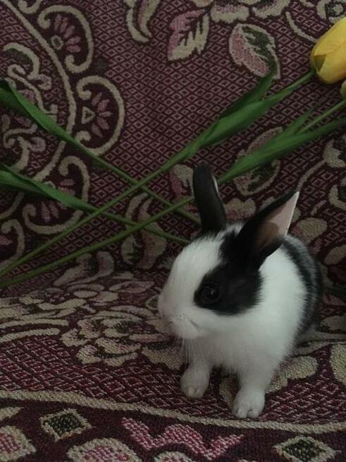 piękne KRÓLICZKI MINIATURKI !!!