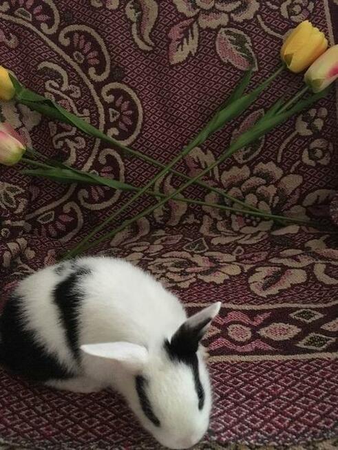 piękne KRÓLICZKI MINIATURKI !!!